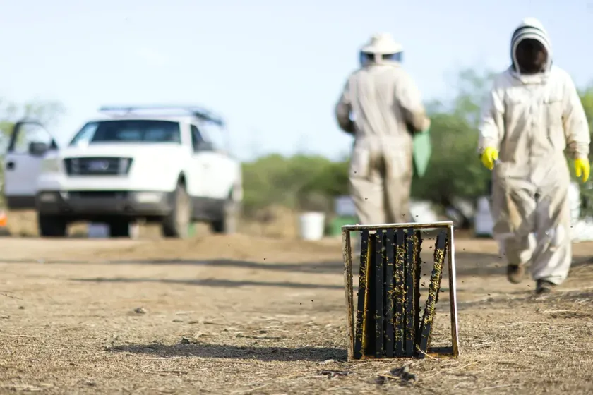 Tratamiento de abejas y enjambres en Granollers — Vallès Plagas