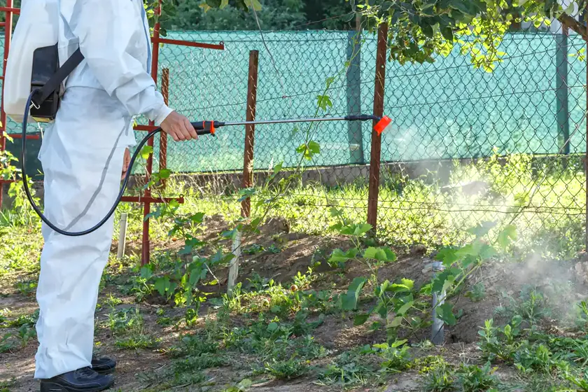 Tratamiento de la procesionaria en Granollers — Vallès Plagas